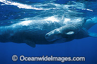 Sperm Whale Mother with newborn calf Photo - Lin Sutherland