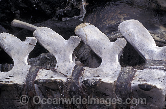 Vertebrate of beached Sperm Whale photo
