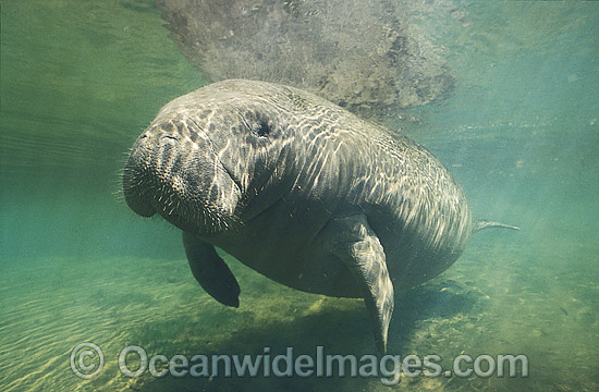 Florida Manatee (Trichechus manatus latirostris). Also known as Sea Cow. Crystal River, Florida, United States of America. Classified Endangered Species on the IUCN Red list. Photo - Lin Sutherland Florida Manatee (Trichechus manatus latirostris). Also known as Sea Cow. Crystal River, Florida, United States of America. Classified Endangered Species on the IUCN Red list. Photo - Lin Sutherland