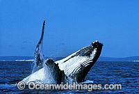 Humpback Whale breaching Photo - Mark Simmons