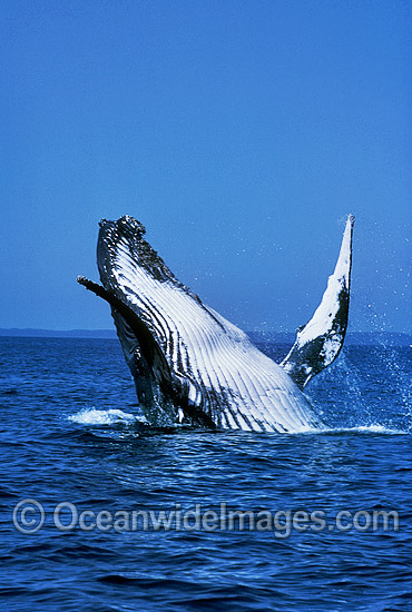 Humpback Whale (Megaptera novaeangliae) - breaching on surface. Hervey Bay, Queensland, Australia. Classified as Vulnerable on the IUCN Red List. Photo - Mark Simmons Humpback Whale (Megaptera novaeangliae) - breaching on surface. Hervey Bay, Queensland, Australia. Classified as Vulnerable on the IUCN Red List. Photo - Mark Simmons