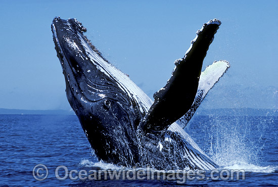 Humpback Whale (Megaptera novaeangliae) - breaching on surface. Hervey Bay, Queensland, Australia. Classified Vulnerable on the IUCN Red List. Photo - Mark Simmons Humpback Whale (Megaptera novaeangliae) - breaching on surface. Hervey Bay, Queensland, Australia. Classified Vulnerable on the IUCN Red List. Photo - Mark Simmons