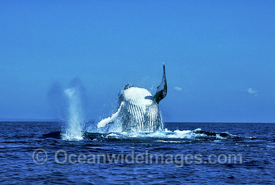 Humpback Whales (Megaptera novaeangliae) - breaching and expelling air on surface. Hervey Bay, Queensland, Australia. Classified as Vulnerable on the IUCN Red List. Photo - Mark Simmons