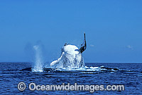 Humpback Whale breaching expelling air Photo - Mark Simmons