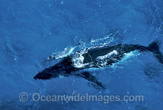 Aerial view of Humpback Whale mother with calf photo Aerial view of Humpback Whale mother with calf photo