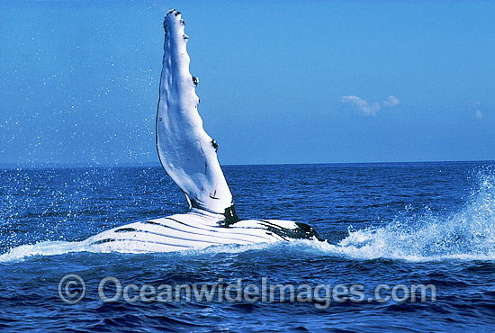 Humpback Whale slapping pectoral fin photo