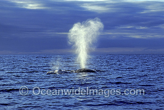 Humpback Whale expelling air from blowhole photo