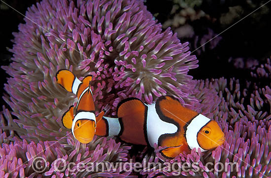 Eastern Clownfish (Amphiprion percula) amongst anemone tentacles. Also known as Eastern Anemonefish or Clown Anemonefish. Great Barrier Reef, Queensland, Australia Eastern Clownfish (Amphiprion percula) amongst anemone tentacles. Also known as Eastern Anemonefish or Clown Anemonefish. Great Barrier Reef, Queensland, Australia