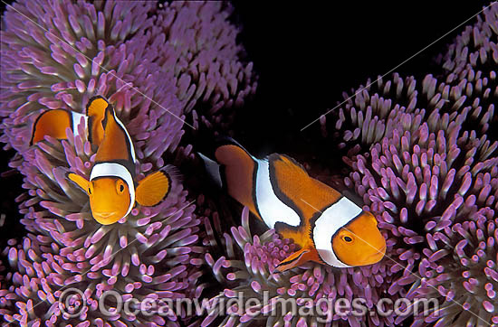 Eastern Clownfish (Amphiprion percula) amongst anemone tentacles. Also known as Eastern Anemonefish or Clown Anemonefish. Great Barrier Reef, Queensland, Australia Photo - Gary Bell