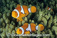 Western Clownfish Amphiprion ocellaris Photo - Gary Bell