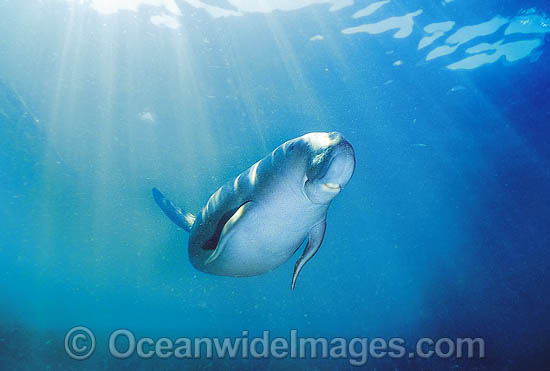 Dugong Sea Cow photo