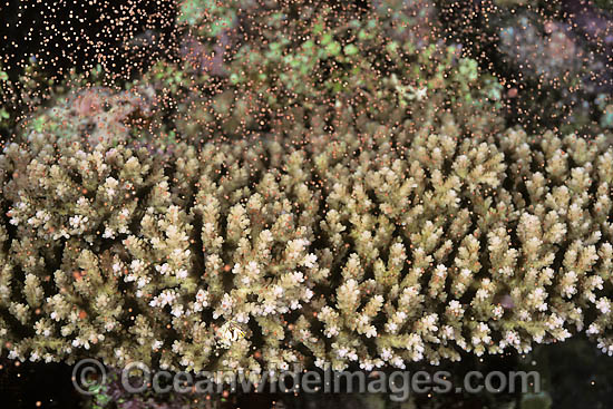 Acropora Coral showing egg sperm bundles photo Acropora Coral showing egg sperm bundles photo