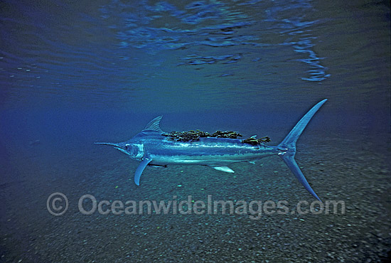 Marlin with parasites underwater photo