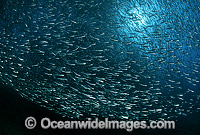 Schooling Hardyhead Baitfish Photo - Bob Halstead