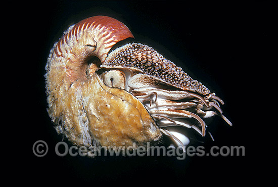 Chambered Nautilus Nautilus scrobiculatus photo