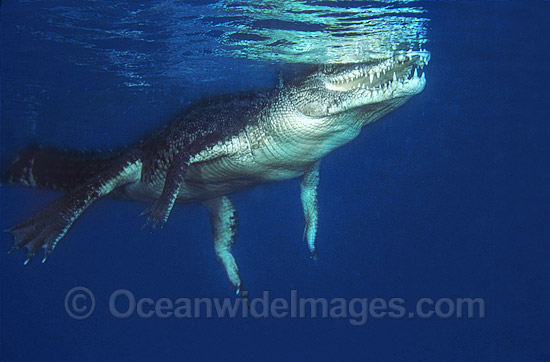 Estuarine Crocodile (Crocodylus porosus) swimming underwater. Also known as Saltwater Crocodile. Indo-Pacific Photo - Bob Halstead