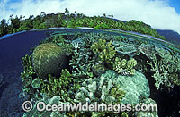 Reef Scene Island beach Photo - Bob Halstead