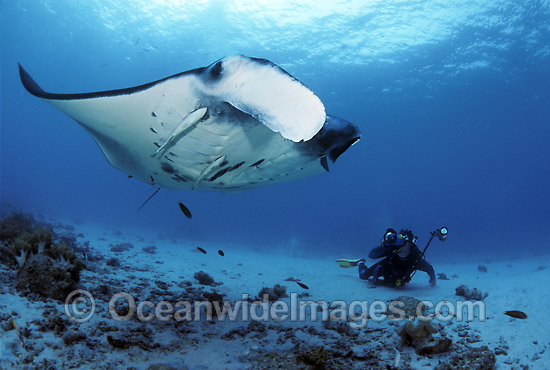 Scuba Diver photographing Giant Oceanic Manta Ray (Manta birostris). Also known as Devil Ray and Devilfish. Indo-Pacific Photo - Bob Halstead