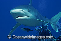 Silvertip Shark Carcharhinus albimarginatus Photo - Bob Halstead