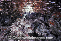 Tasselled Wobbegong Shark surrounded by Baitfish Photo - Bob Halstead