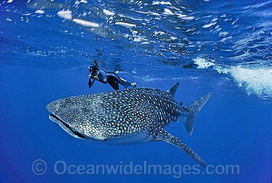 Whale Shark (Rhincodon typus) and Snorkel Diver. Found throughout the world in all tropical and warm-temperate seas. Indo-Pacific. Classified Vulnerable on the IUCN Red List. Photo - Bob Halstead