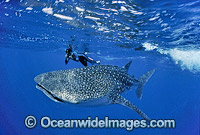 Whale Shark Snorkel Diver Photo - Bob Halstead