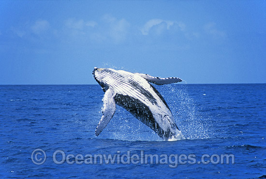 Humpback Whale breaching on surface photo