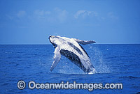 Humpback Whale breaching on surface Photo - Mark Simmons