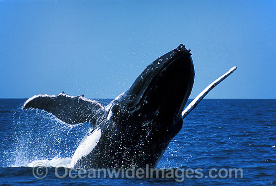 Humpback Whale breaching photo Humpback Whale breaching photo