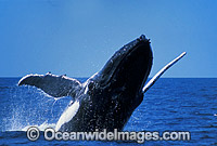 Humpback Whale breaching Photo - Mark Simmons