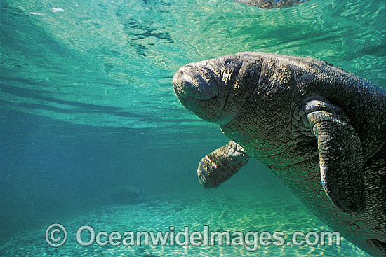 Florida Manatee (Trichechus manatus latirostris). Also known as Sea Cow. Crystal River, Florida, United States of America. Classified Endangered Species on the IUCN Red list. Photo - Lin Sutherland Florida Manatee (Trichechus manatus latirostris). Also known as Sea Cow. Crystal River, Florida, United States of America. Classified Endangered Species on the IUCN Red list. Photo - Lin Sutherland