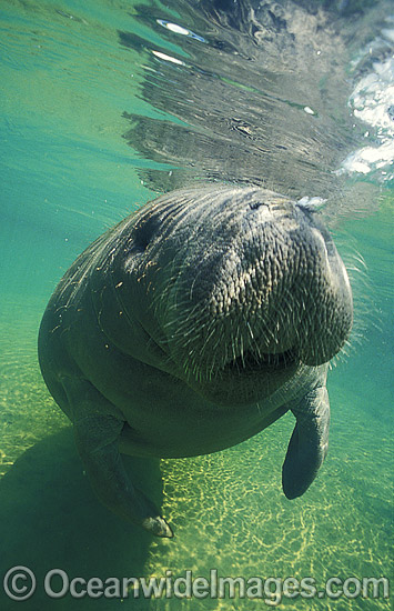 Florida Manatee (Trichechus manatus latirostris). Also known as Sea Cow. Crystal River, Florida, United States of America. Classified Endangered Species on the IUCN Red list. Photo - Lin Sutherland