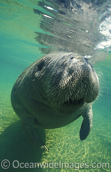 Florida Manatee (Trichechus manatus latirostris). Also known as Sea Cow. Crystal River, Florida, United States of America. Classified Endangered Species on the IUCN Red list. Photo - Lin Sutherland Florida Manatee (Trichechus manatus latirostris). Also known as Sea Cow. Crystal River, Florida, United States of America. Classified Endangered Species on the IUCN Red list. Photo - Lin Sutherland