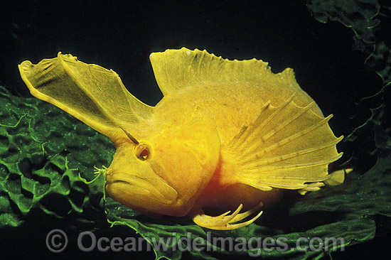 Golden Weedfish Cristiceps aurantiacus photo
