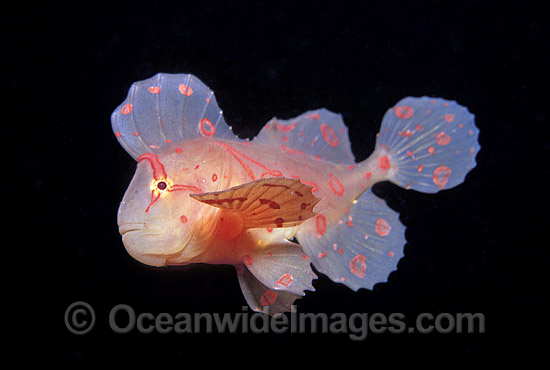 Red Velvetfish Gnathanacanthus goetzeei photo Red Velvetfish Gnathanacanthus goetzeei photo