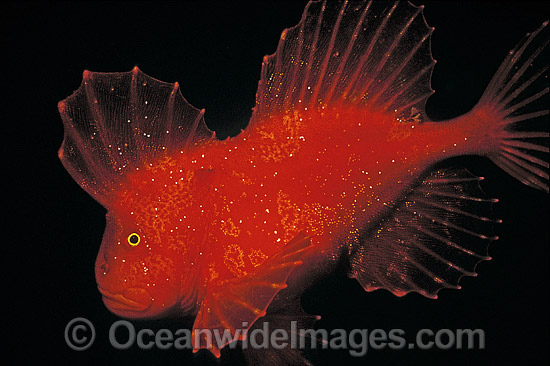 Red Velvetfish photo