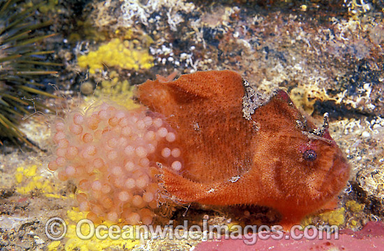Prickly Anglerfish with eggs photo Prickly Anglerfish with eggs photo