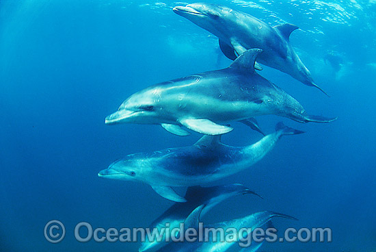 Burrunan dolphin Tursiops australis photo