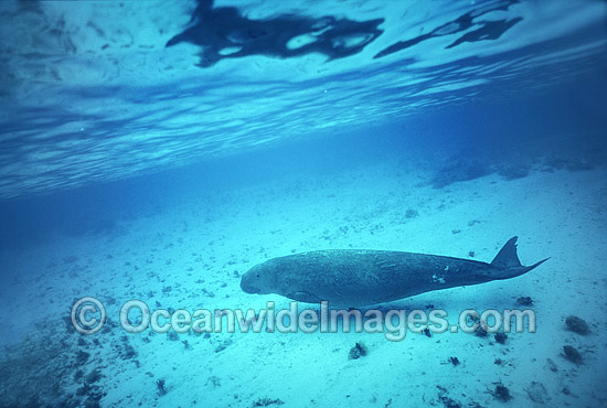 Dugong (Dugong dugon). Also known as Sea Cow. Indo-Pacific. Listed as Vulnerable on the IUCN Red List. Now a Protected species. Photo - Bill Boyle Dugong (Dugong dugon). Also known as Sea Cow. Indo-Pacific. Listed as Vulnerable on the IUCN Red List. Now a Protected species. Photo - Bill Boyle