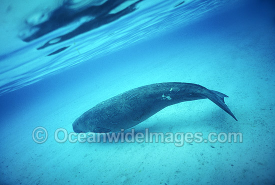 Dugong (Dugong dugon). Also known as Sea Cow. Indo-Pacific. Listed as Vulnerable on the IUCN Red List. Now a Protected species. Photo - Bill Boyle Dugong (Dugong dugon). Also known as Sea Cow. Indo-Pacific. Listed as Vulnerable on the IUCN Red List. Now a Protected species. Photo - Bill Boyle