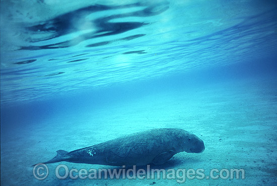 Dugong (Dugong dugon). Also known as Sea Cow. Indo-Pacific. Classified Vulnerable on the IUCN Red List. Now a Protected species. Photo - Bill Boyle Dugong (Dugong dugon). Also known as Sea Cow. Indo-Pacific. Classified Vulnerable on the IUCN Red List. Now a Protected species. Photo - Bill Boyle