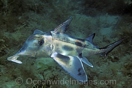 Elephant Shark Callorhinchus miliiBur photo Elephant Shark Callorhinchus miliiBur photo