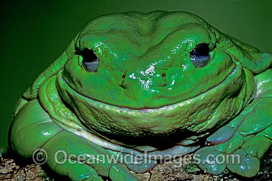 Green Tree Frog Litoria caerulea photo