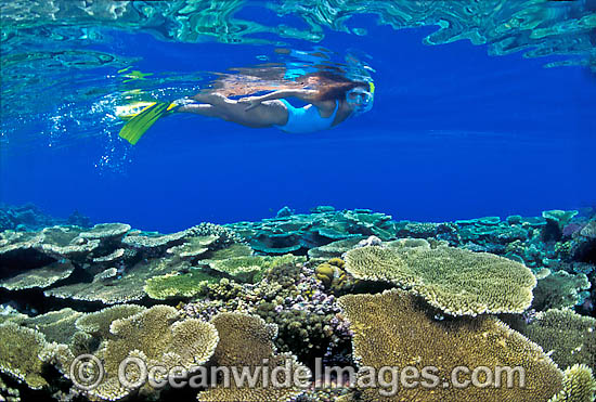 Snorkel Diver Coral reef photo Snorkel Diver Coral reef photo