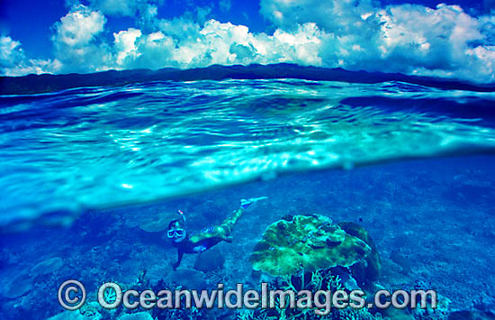Snorkelers Coral reef photo