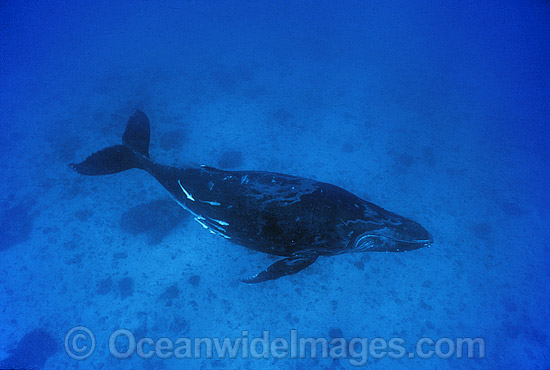 Humpback Whale (Megaptera novaeangliae) - adolescent underwater. Great Barrier Reef, Queensland, Australia. Classified as Vulnerable on the 2000 IUCN Red List. Photo - Gary Bell Humpback Whale (Megaptera novaeangliae) - adolescent underwater. Great Barrier Reef, Queensland, Australia. Classified as Vulnerable on the 2000 IUCN Red List. Photo - Gary Bell