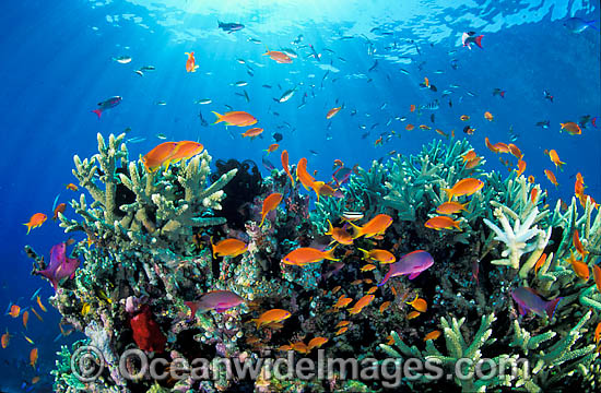 Schooling Orange Fairy Basslets photo Schooling Orange Fairy Basslets photo