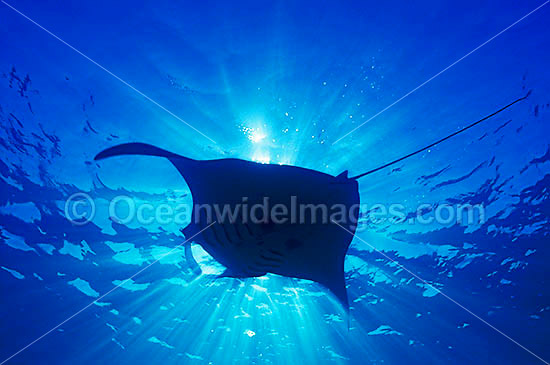 Giant Oceanic Manta Ray (Manta birostris). Found throughout the world in tropical and subtropical waters, but also can be found in temperate waters. Largest type of ray in the world, recorded at over 7.6 metres (26ft) across. Great Barrier Reef, Australia Photo - Gary Bell