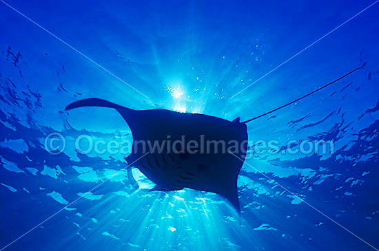Giant Oceanic Manta Ray (Manta birostris). Found throughout the world in tropical and subtropical waters, but also can be found in temperate waters. Largest type of ray in the world, recorded at over 7.6 metres (26ft) across. Great Barrier Reef, Australia Photo - Gary Bell Giant Oceanic Manta Ray (Manta birostris). Found throughout the world in tropical and subtropical waters, but also can be found in temperate waters. Largest type of ray in the world, recorded at over 7.6 metres (26ft) across. Great Barrier Reef, Australia Photo - Gary Bell