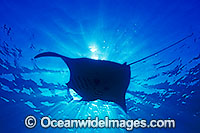 Giant Oceanic Manta Ray Photo - Gary Bell